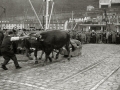 PRUEBA DE ARRASTRE DE BUEYES EN EL PUERTO DE SAN SEBASTIAN. (Foto 3/4)