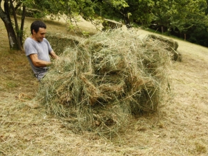 Belar sorta estutzen.