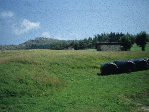 Zaldibiako landa paisaia