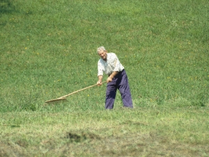 Baserritarra belarra jasotzen